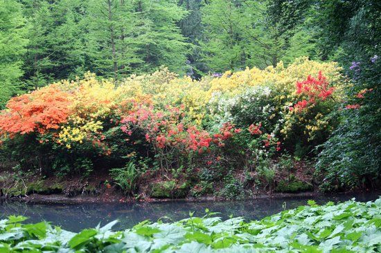 Parc des Rhododendrons
